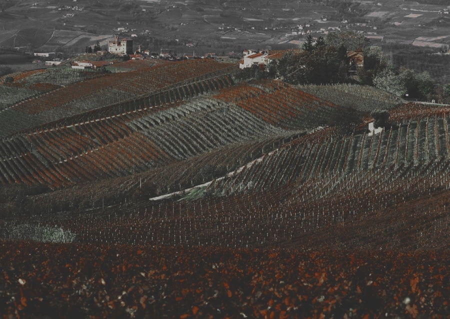 THE NEBBIOLO OF THE LANGHE